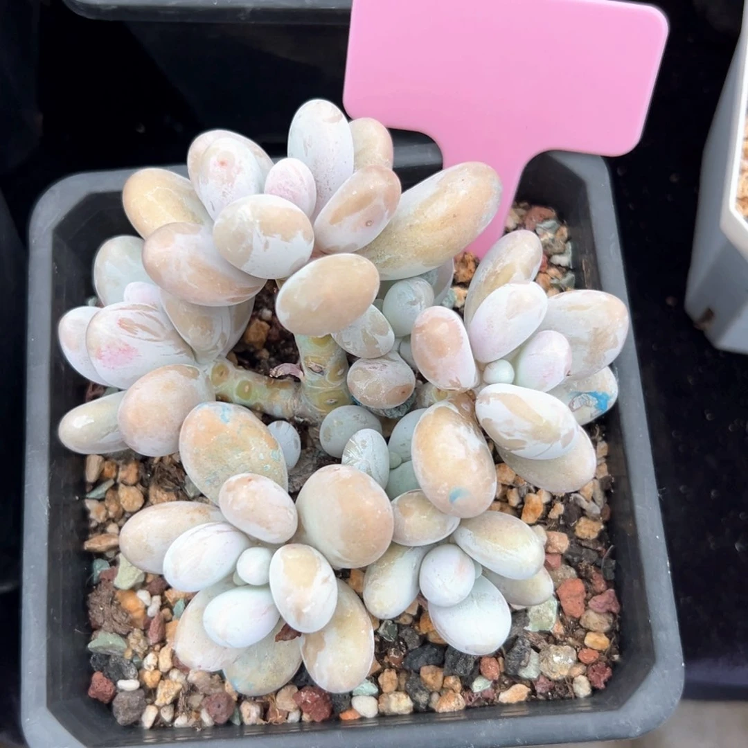 无花朵原始奶酪1111111111