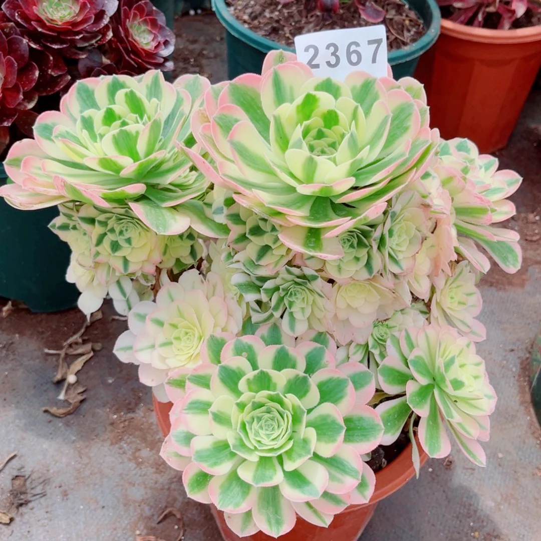 大迈巴赫多肉发货发货