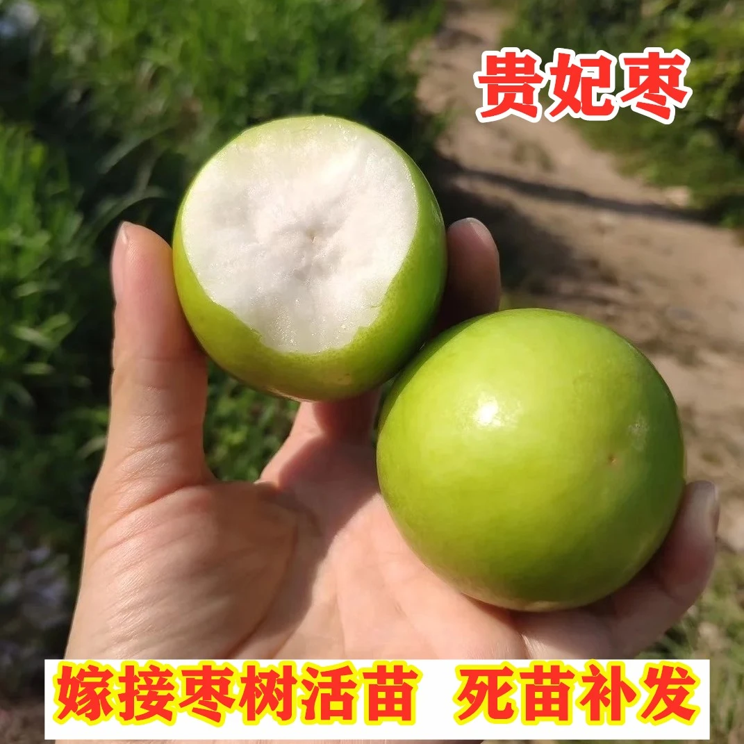枣树活苗嫁接贵妃枣树苗南方北方种植蜜甜枣树果苗庭院盆地栽种植