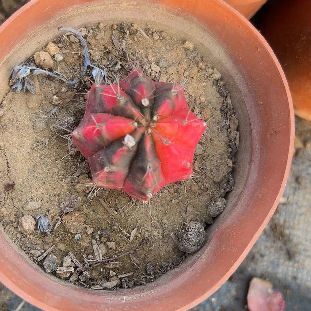 多肉植物光辉牡丹球