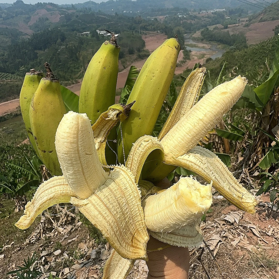 【无膨大剂】（不套袋）云南农家生态丑香蕉产地直销自然成熟香甜软糯
