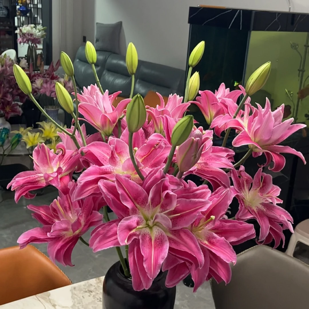 【随机重瓣种球】香味基地直发云南昆明阳台种植百合种球需冷藏休眠