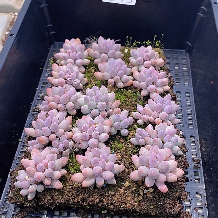145 多肉植物盆栽花卉