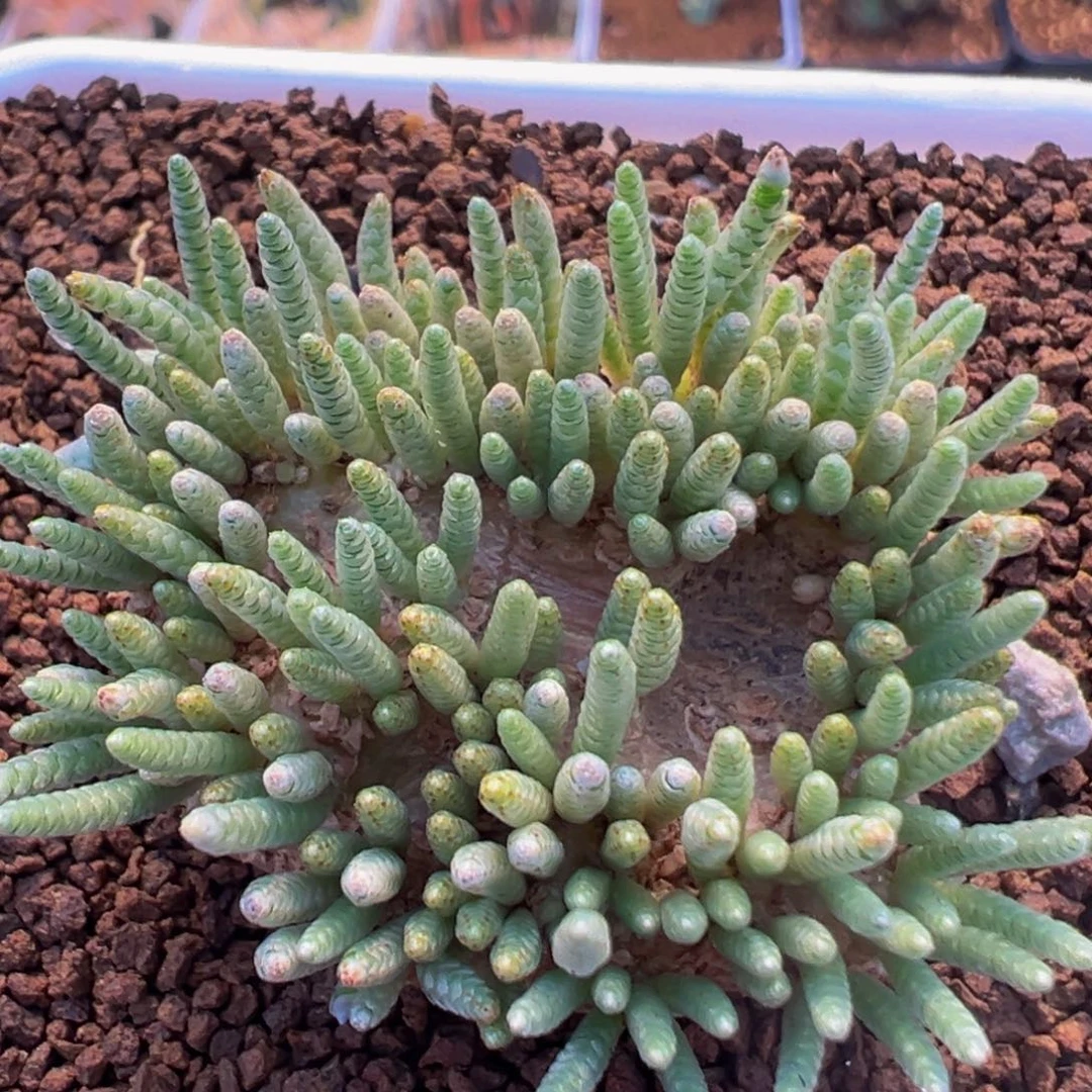 52多肉植物百科韧锦