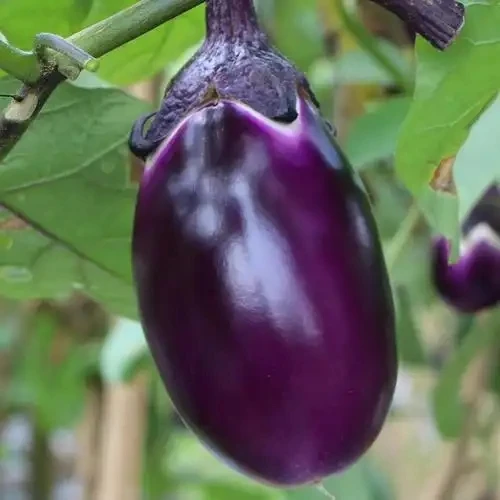 农家新鲜紫皮绿肉圆茄子嫩滑软糯现摘现发本地蔬菜