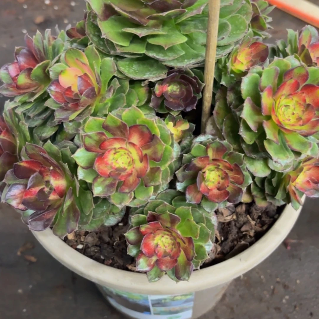 哈哈多肉葡萄海王七彩234