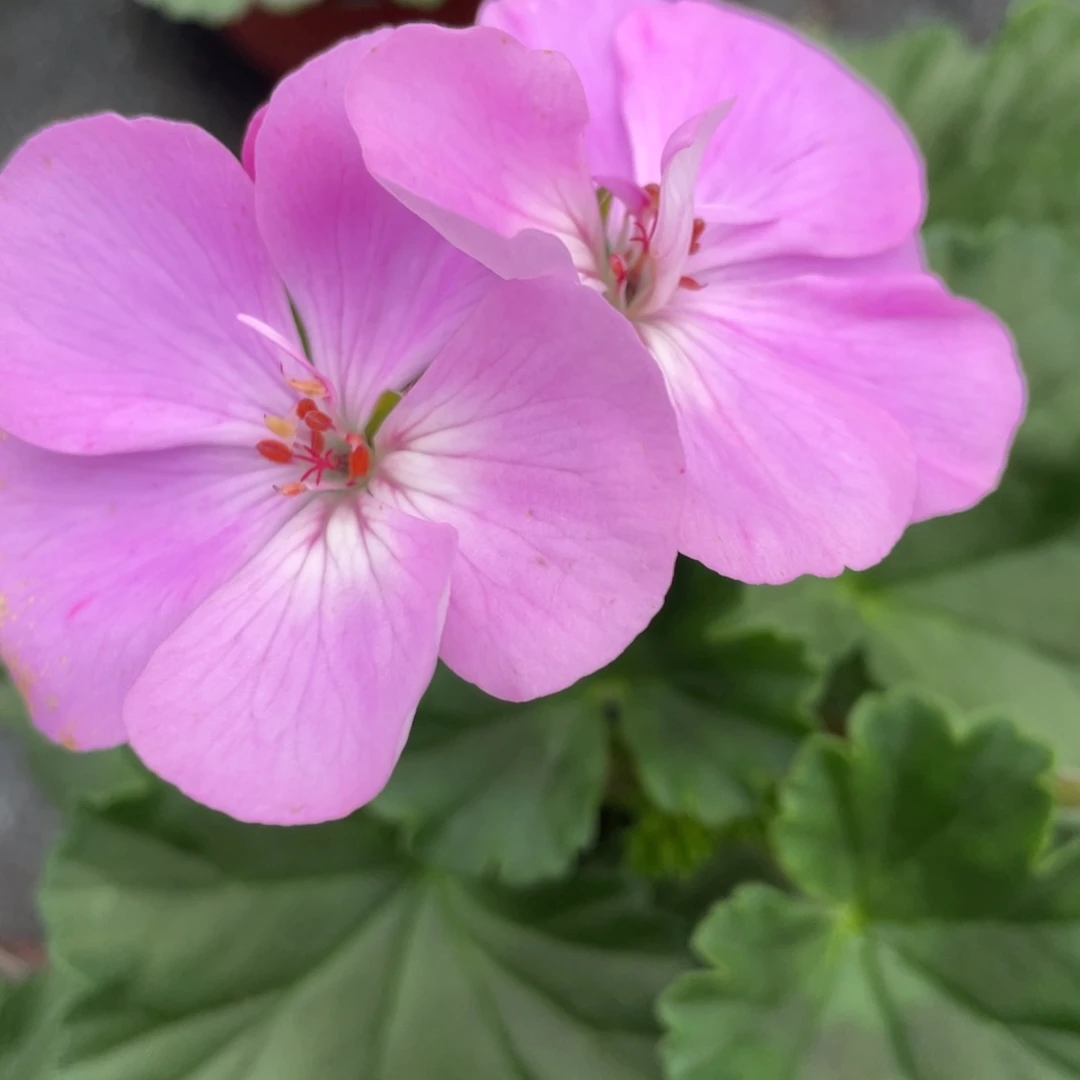 完全开放淡紫色一代