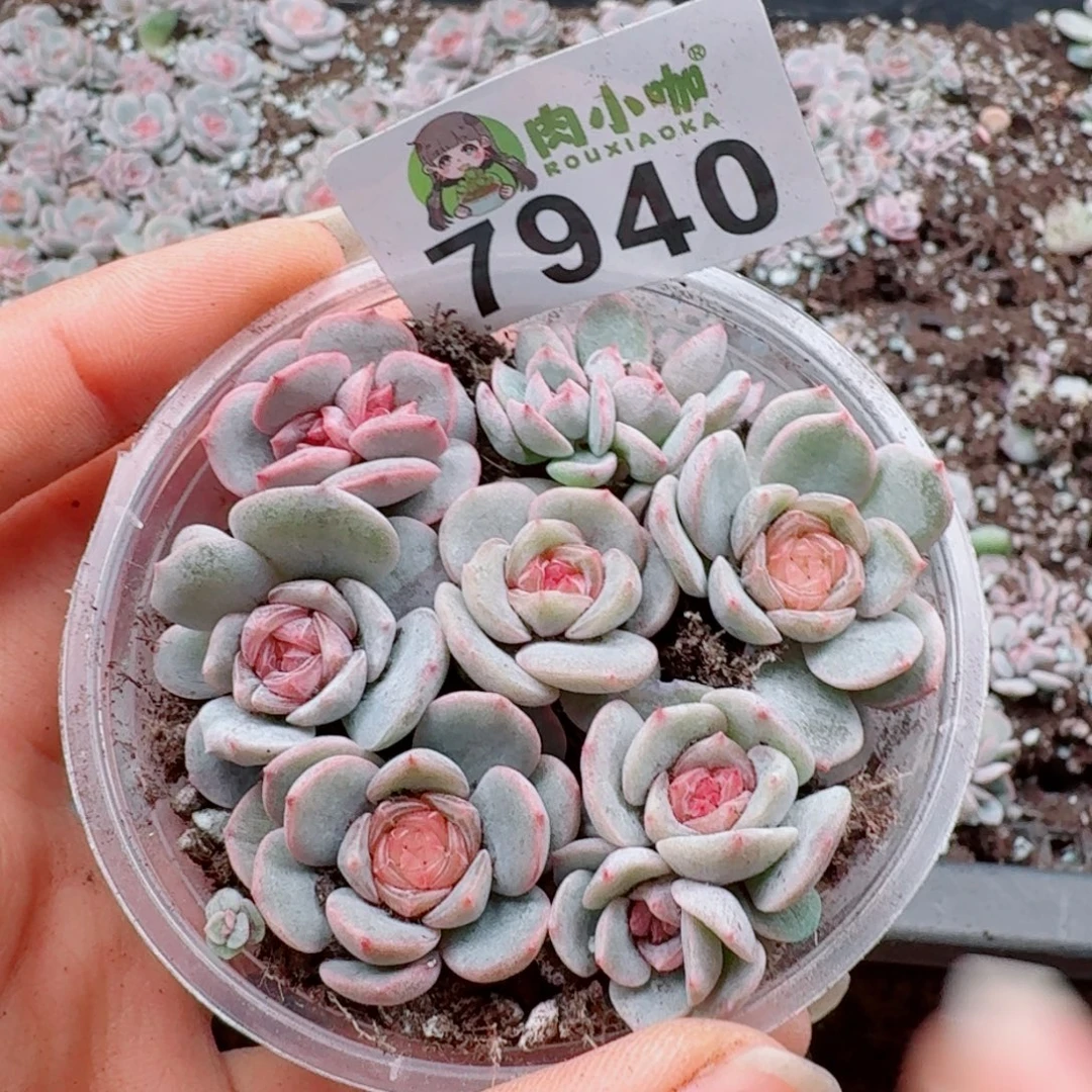 多肉植物多肉植物
