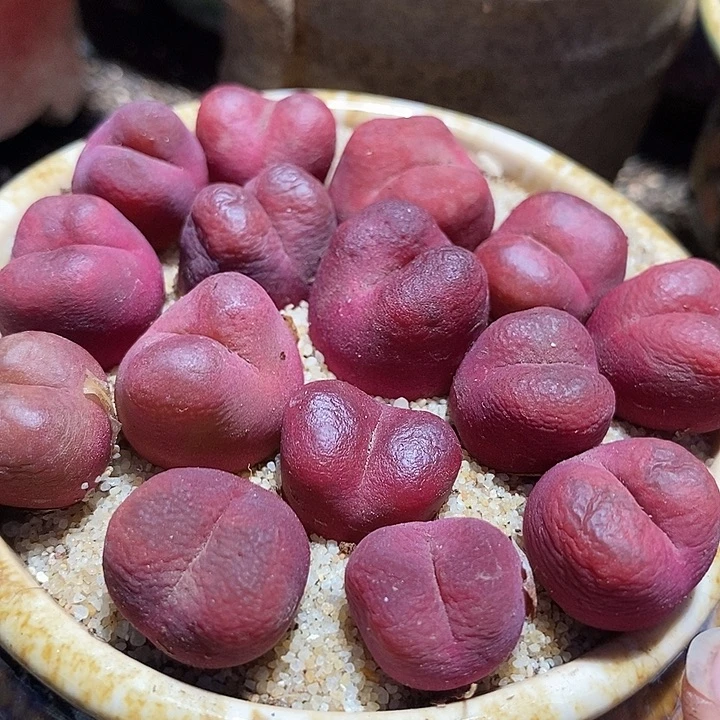 吕氏桃花sp一颗