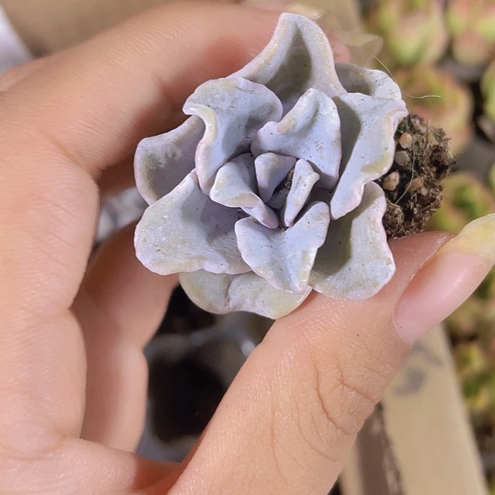 24精品白饺子皮2颗一组