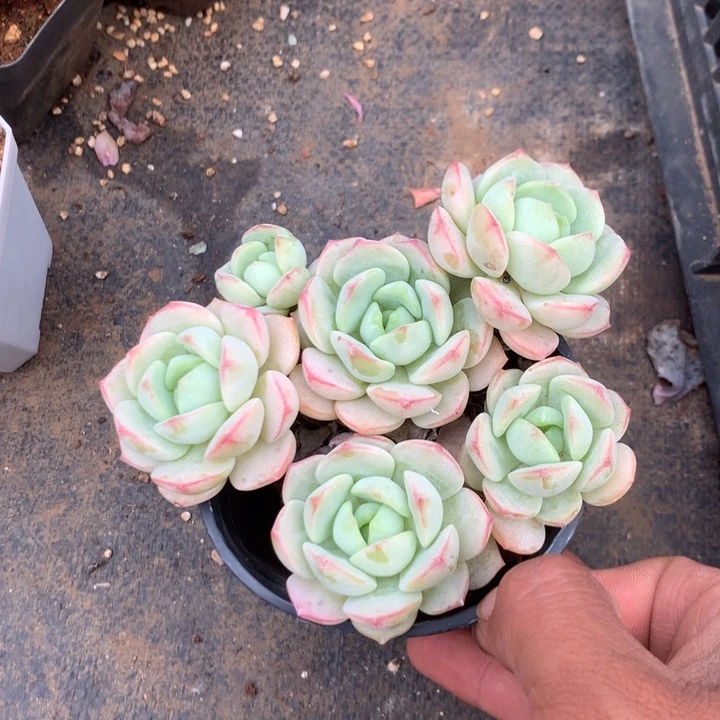 那时候是在家里做手工时