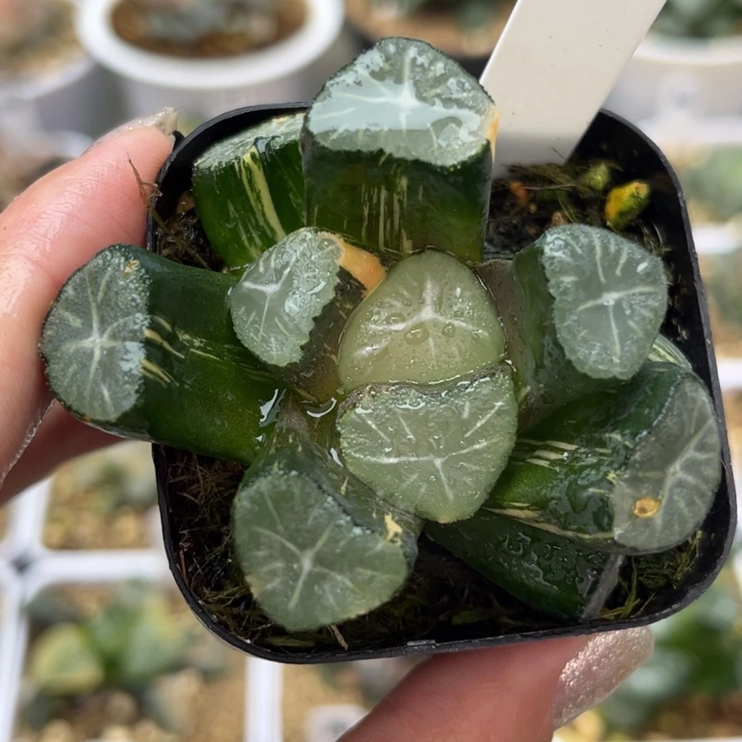 692玉龙万象锦哈哈哈哈哈