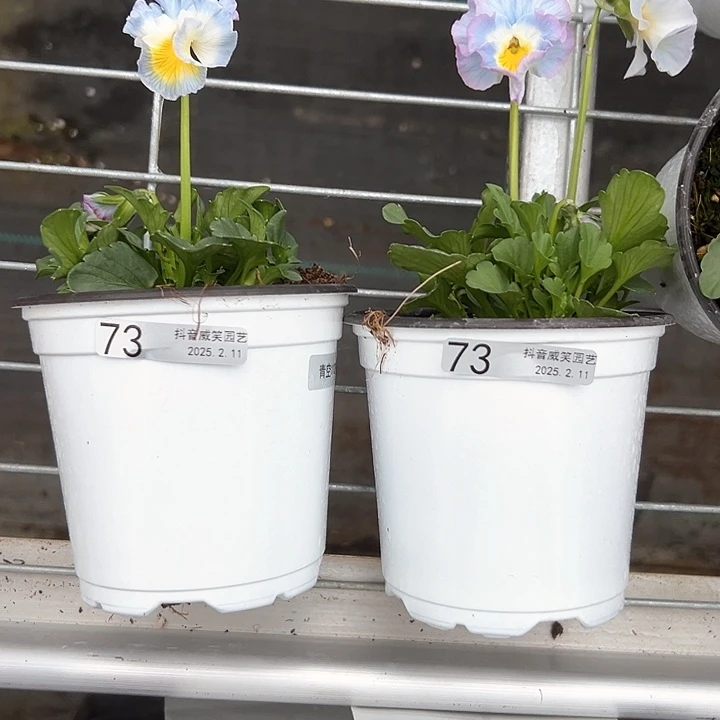 水晶抖音直播闪拍73