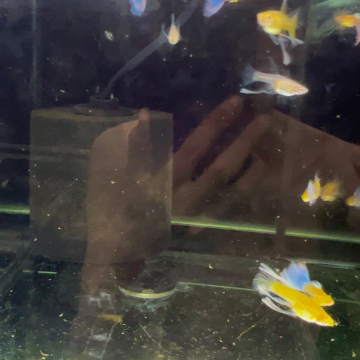 海水鱼蓝白c一缸包邮