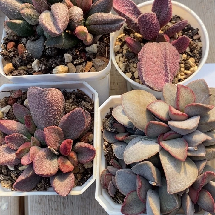 1784一组四盒一组