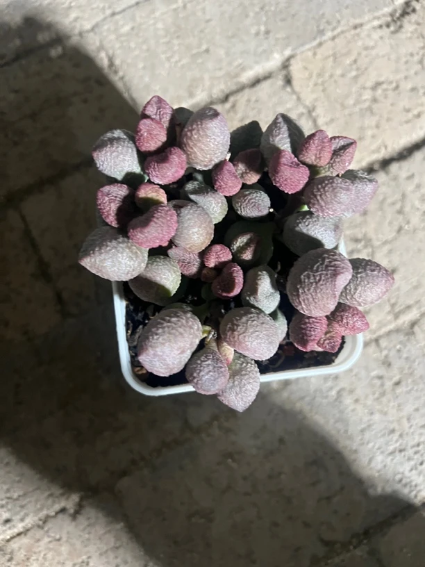 勿忘水泡多肉植物