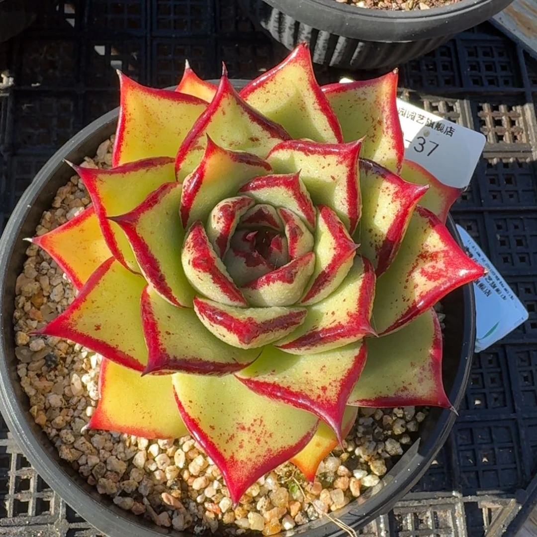 从前慢多肉精选编号1130.37