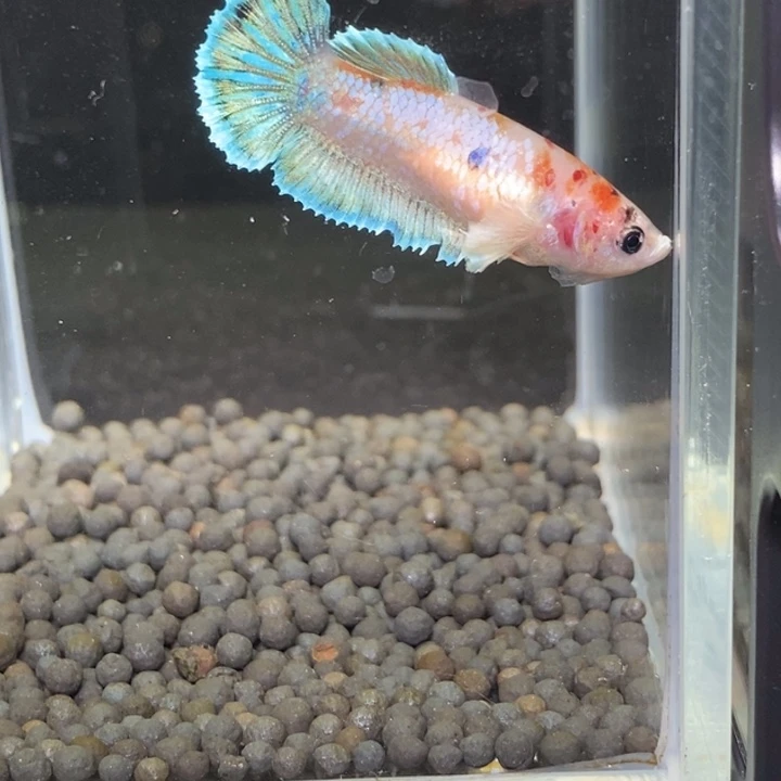 斗鱼泰国斗鱼237号