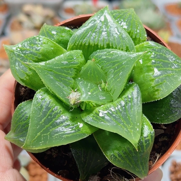 十二卷多肉舞寿111