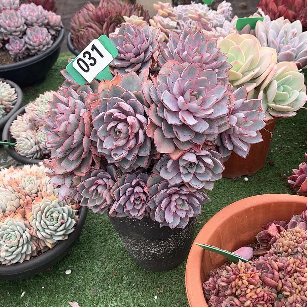 涵*赫拉多肉植物031