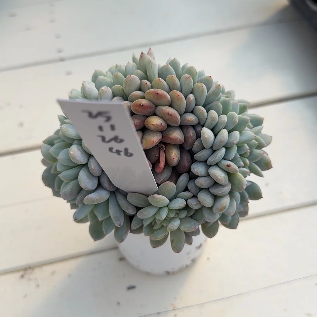 你***日25112646星影缀化