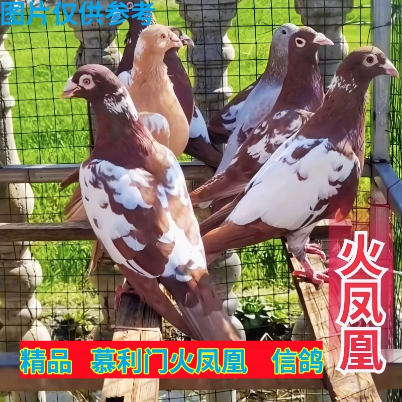 鸽子活体一对瓦灰麒麟花红雨点成绩种鸽幼鸽青年信鸽大鼻子火凤凰