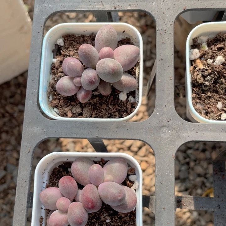 糖果双头随机发满18包邮