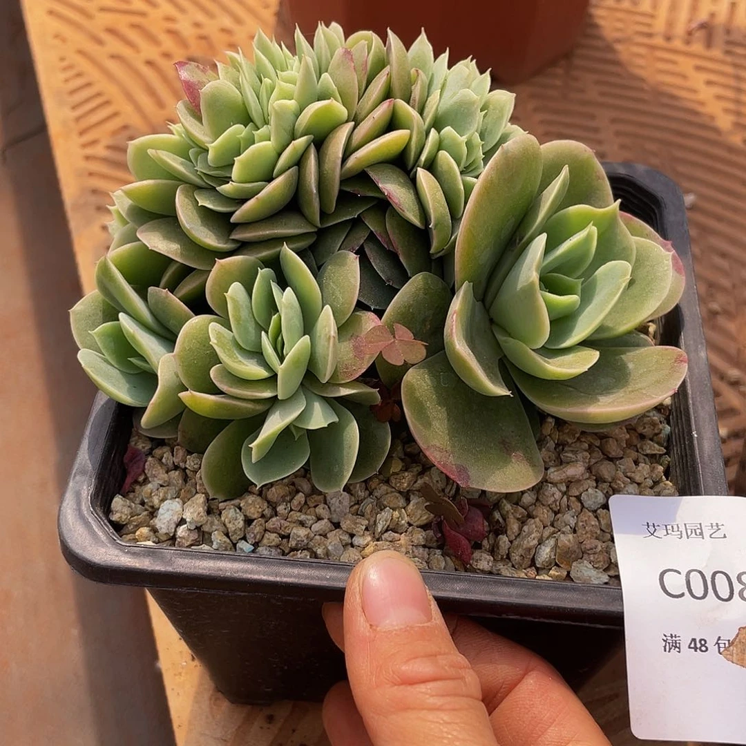 008 多肉多肉多肉