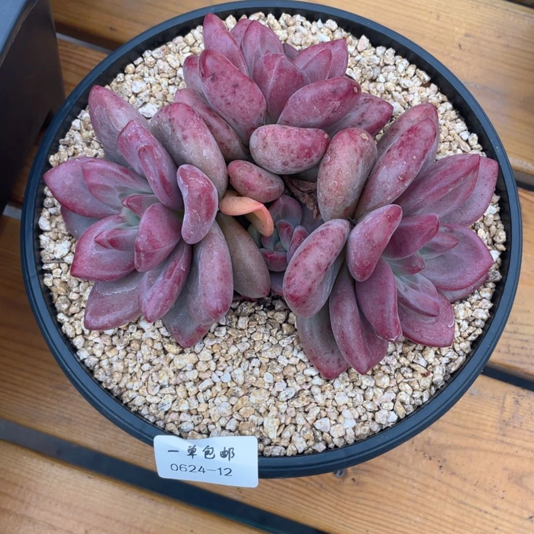 0624-12-赫菲。。。。。