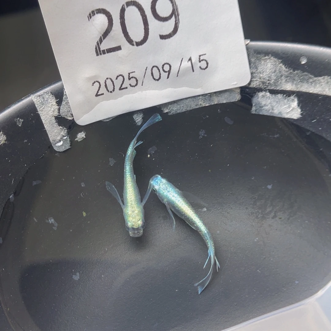 青鳉209天使之翼一对