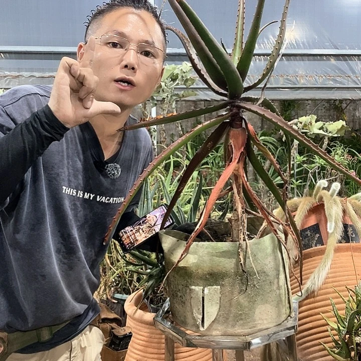 现砍凯魔龙侧芽15公分