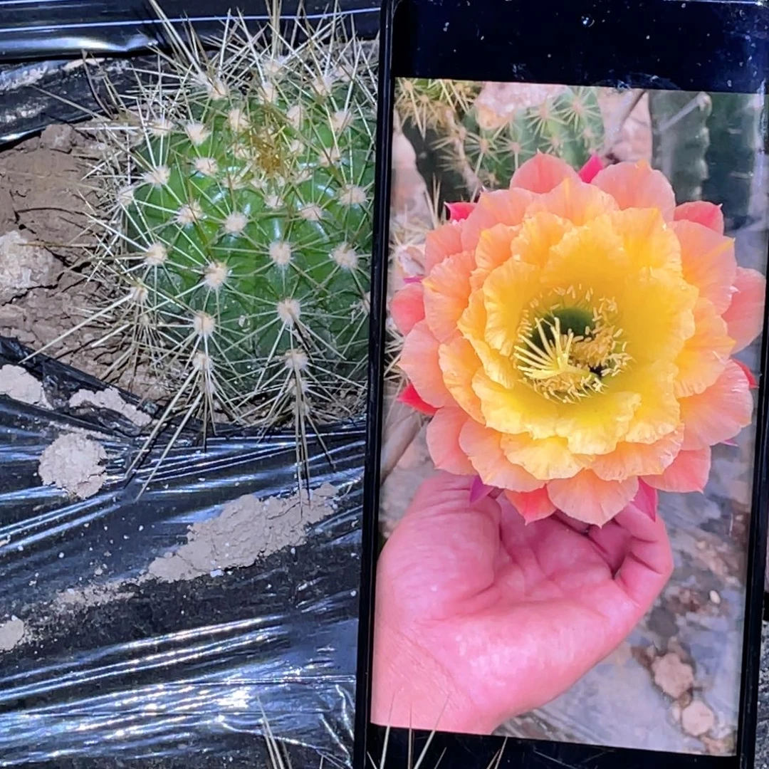 黄牡丹 脱土脱盆摘花满20包邮