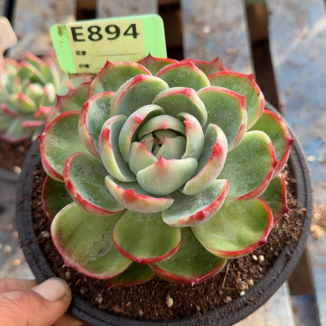 玫瑰惊鸿一物一拍包装收缩花旱894