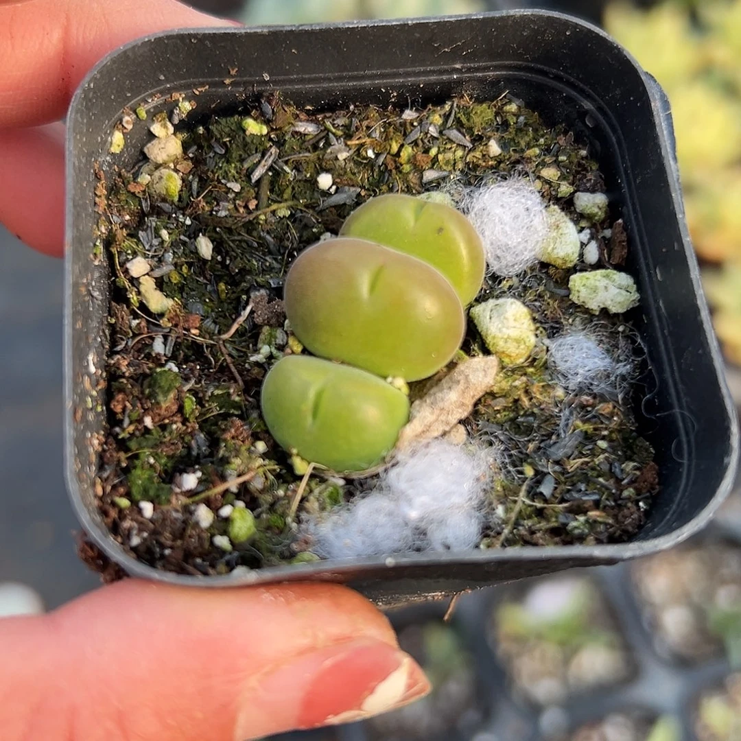 多肉植物短毛翠堤