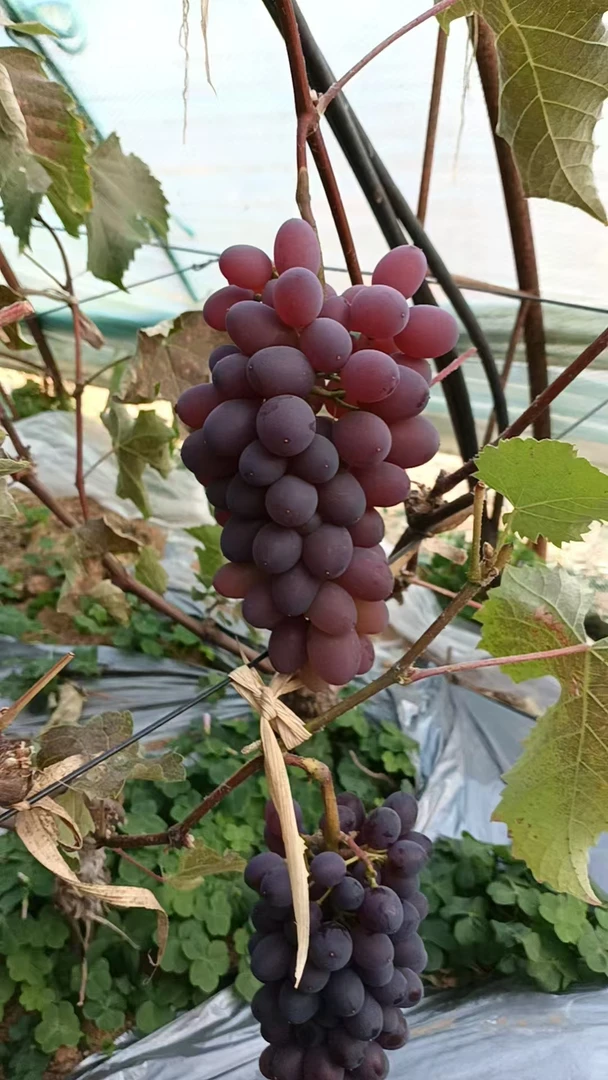 大连本地郁金香葡萄3斤顺丰包邮