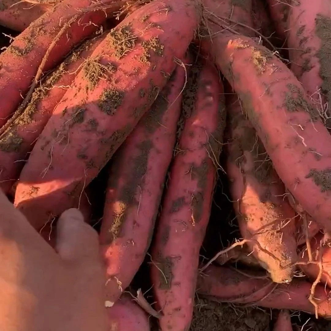 二狗哥专享四川沙地新鲜现挖软糯香甜心蜜薯红薯番薯