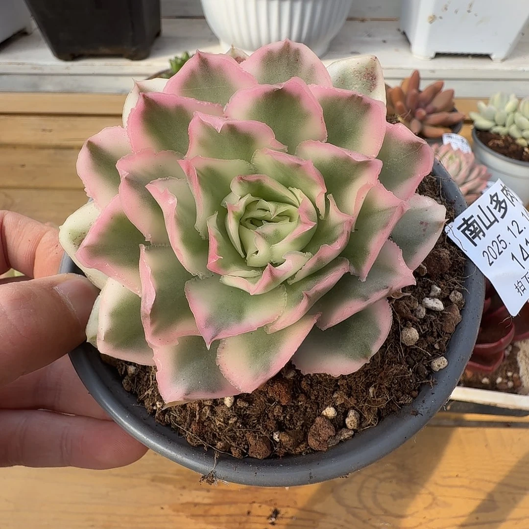 紫蝴蝶锦111214-141