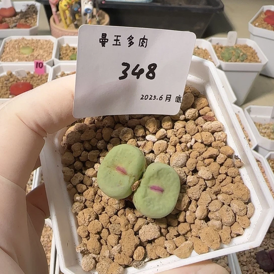 涡***迭多肉多肉多肉6.28-348