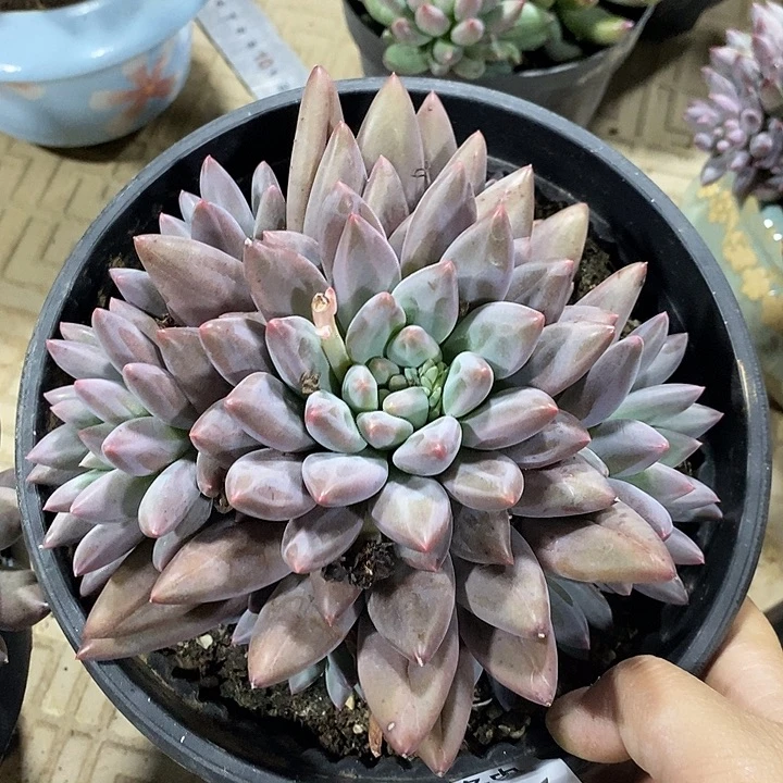 小七夕多肉美人106