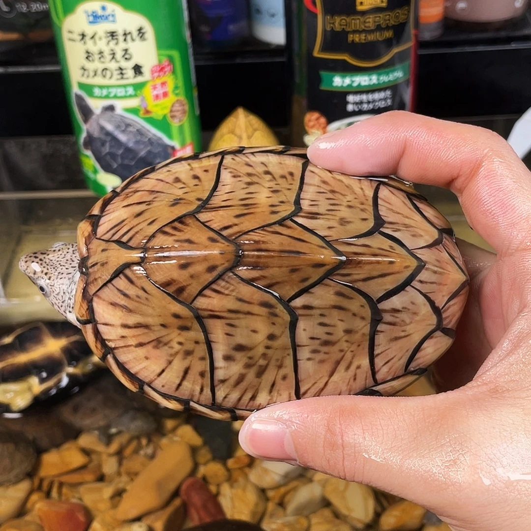 忘***奶母绿毛龟点点滴滴点点滴滴