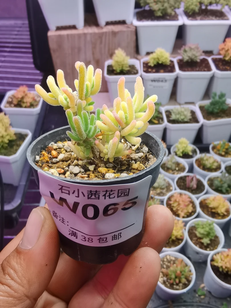 折后多肉植物枝干番杏荧光兔锦拉丝锦
