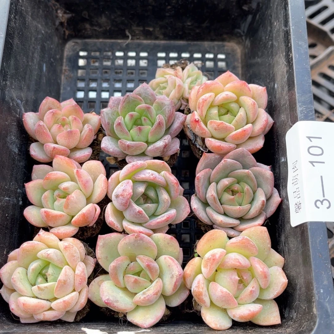 穴盘一物一拍不带筐3-101