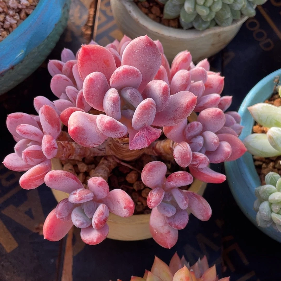 多肉植物一物一拍