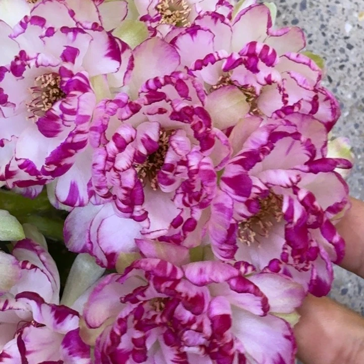 391丽花美花10歪3公分左右无根侧牙，20包邮