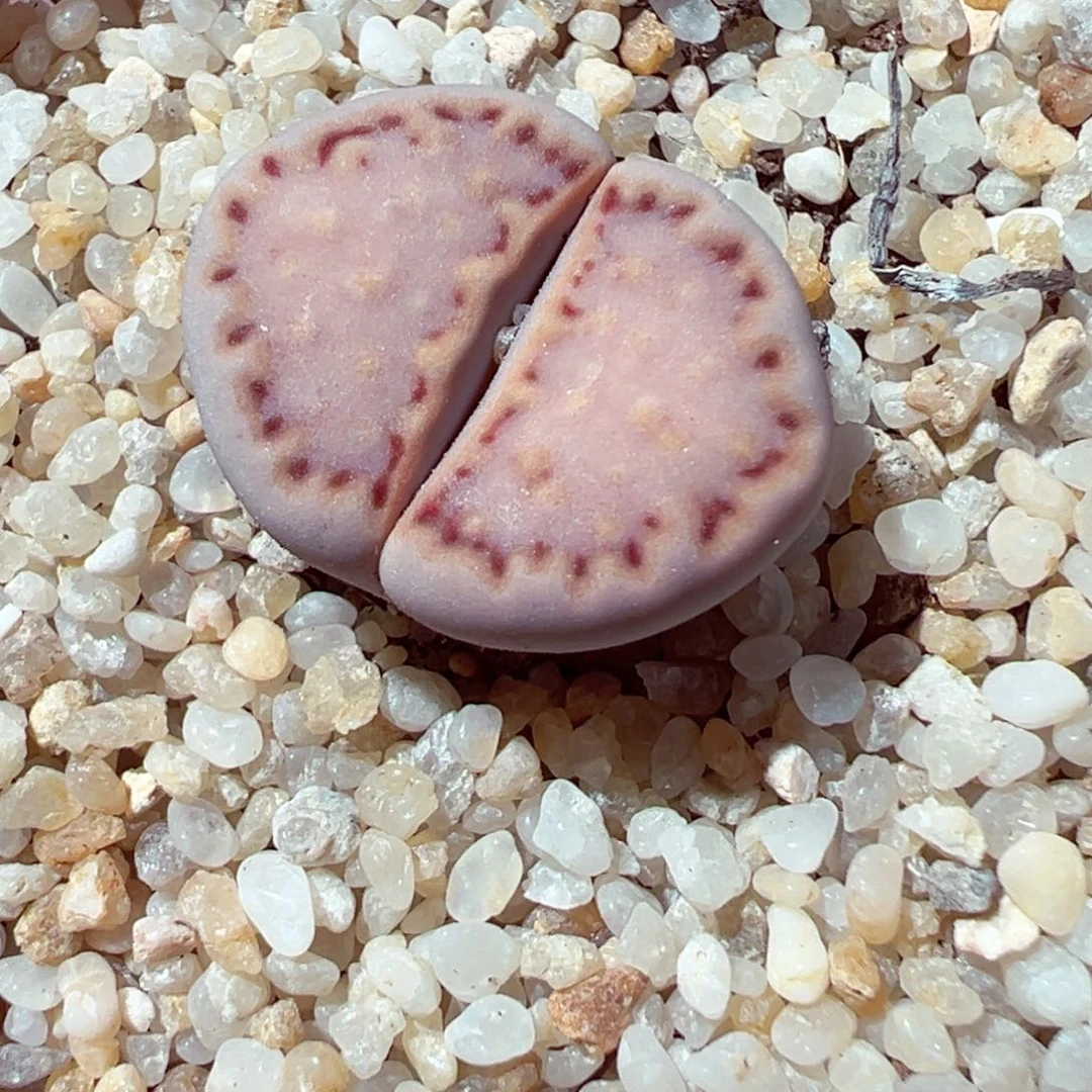 626-715多肉171粉饼干