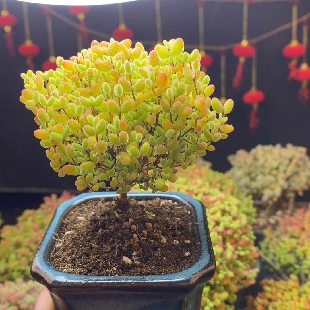 61蜜橘糖球枝干多肉