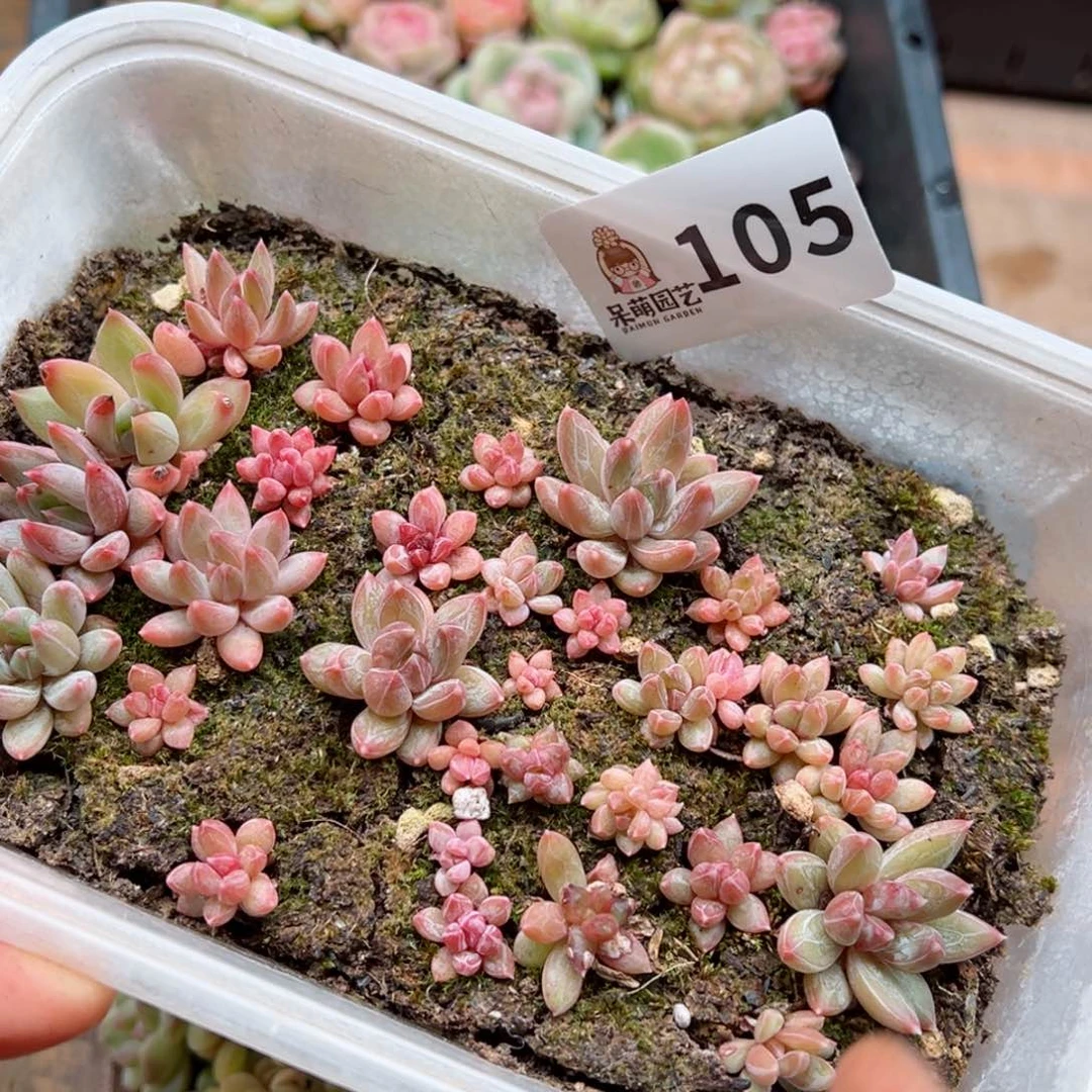 多肉植物多肉植物