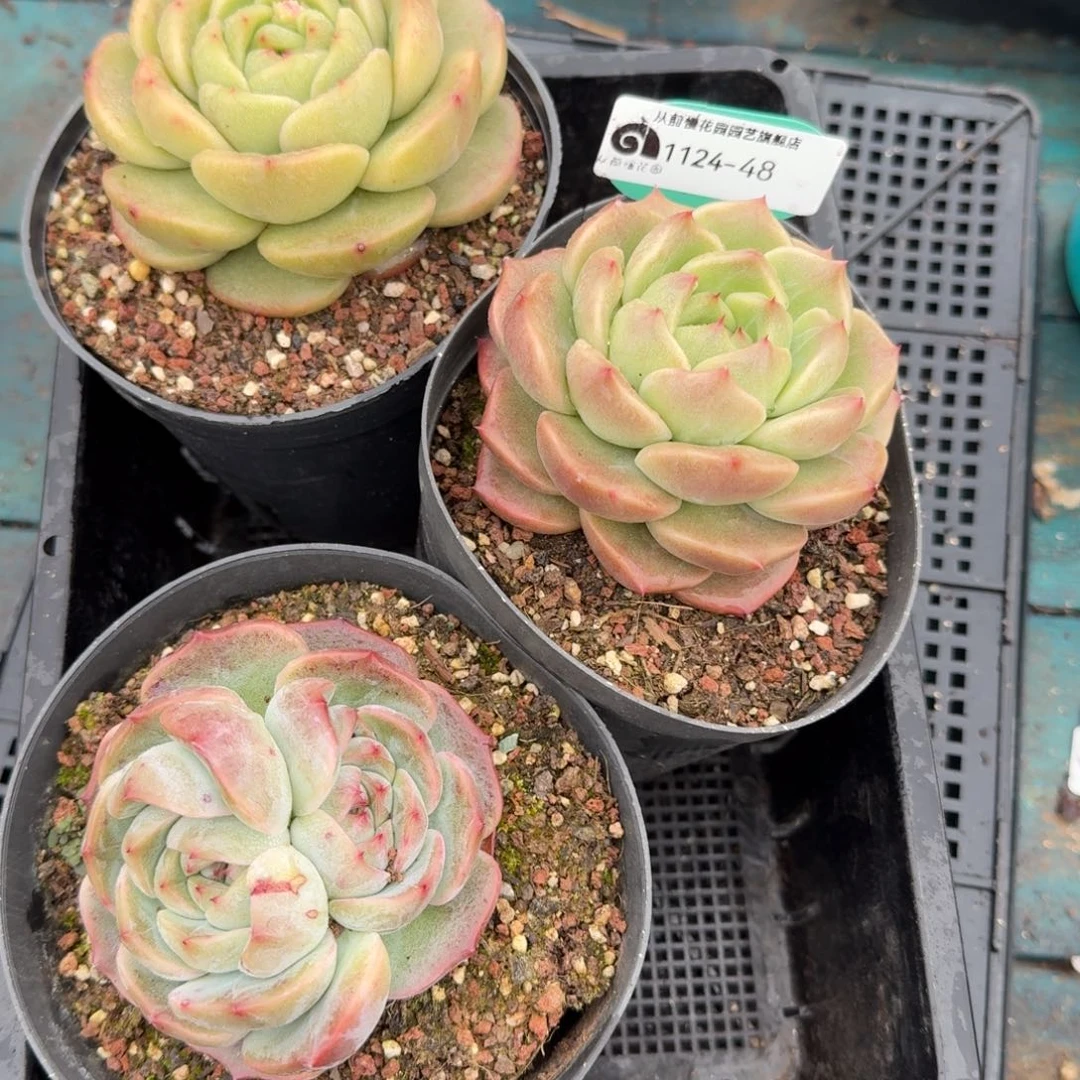 从前慢多肉精选编号1124.48