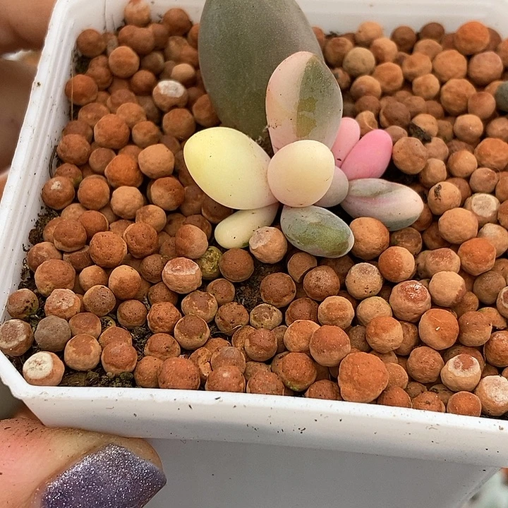 红手指锦多肉以后