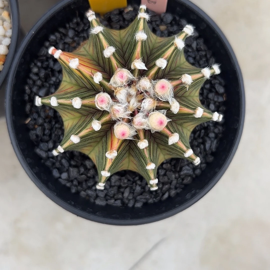 57-1010泰国发货多肉睫毛肋骨